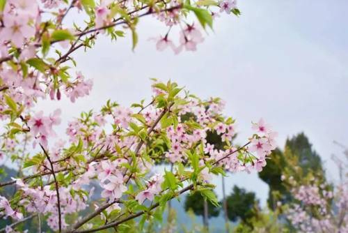 刘浩存邀你来青岛寻找小红花的秘密