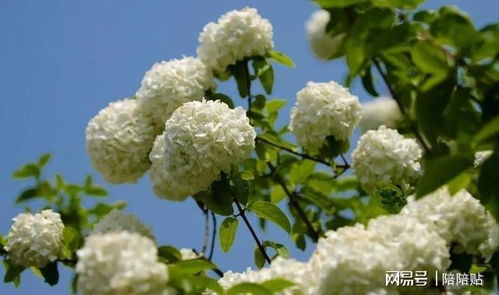 一片木绣球花海