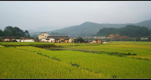 必看种田爽文！明九娘萧铁策《毒妇攻略：农家娘子致富记》开启逆袭人生