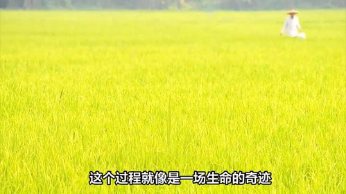 嘉宾们在稻田中忙碌