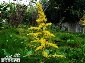 念无双中疑有加拿大一枝黄花入镜，这背后的故事让人深思