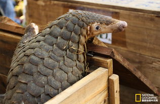 濒临灭绝的穿山甲