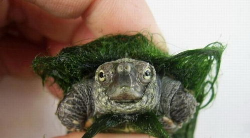 撸圈五大究极龟龟，你pick哪一个？