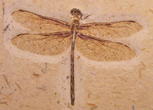 猪笼草的陷阱秘密