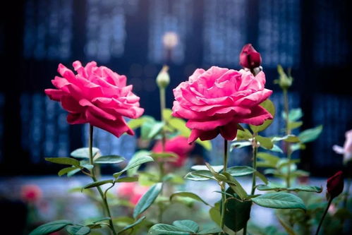 于子洋张蔷婚礼：一场低调又浪漫的幸福之旅