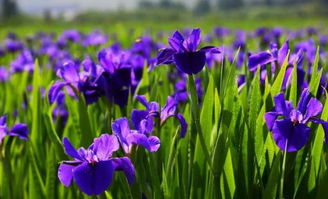 鸢尾花：生活中的诗意与美好