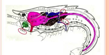 一张清晰的眼球解剖图