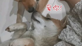 老范与他的狗：一段跨越岁月的深情故事