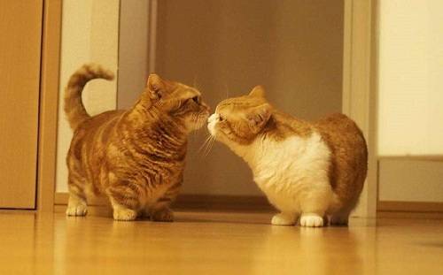 上海怀孕蓝猫惨遭虐待事件：生命的尊严不容践踏