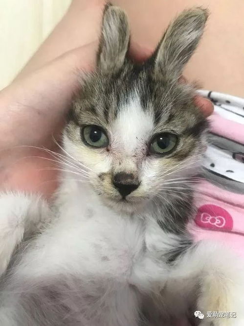 怀孕小猫被残忍虐杀，真相令人愤怒！