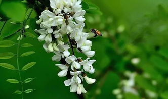 人间四月槐花香：一场与春天的浪漫邂逅