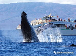 鲸鱼在大海中畅游