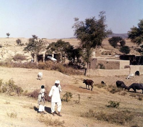 巴基斯坦农田干旱