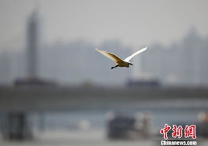 飞翔的鸟象征自由和重生