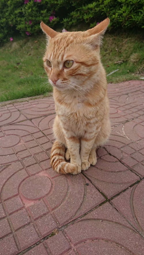 家有大橘：一封家书引发的温暖故事