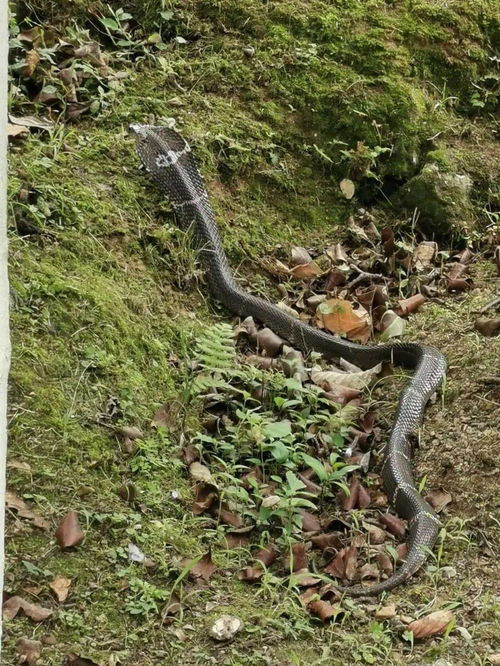 惊险！3米眼镜王蛇闯入茶室，消防员英勇抓捕