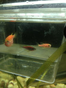 揭秘中国空间站实验：斑马鱼、涡虫和链霉菌的太空之旅