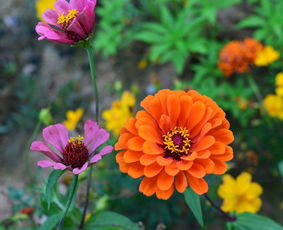 公园里的新花儿