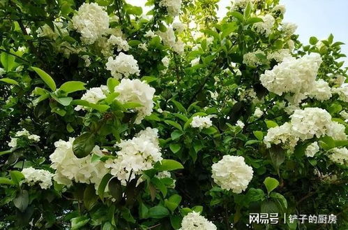 一株高大的木绣球树