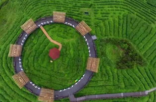 翠绿欲滴的茶园