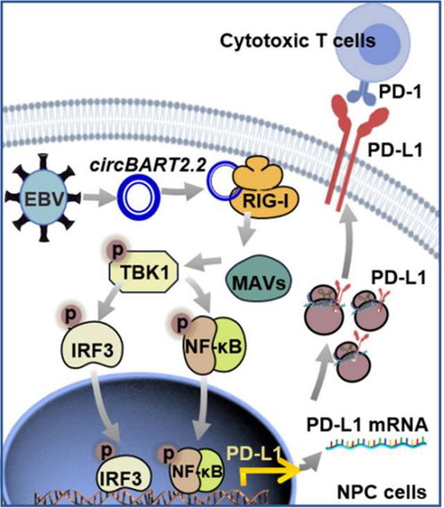 避免传播EB病毒的行为示意图