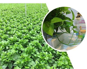 我家的治愈系宝藏：那些温暖心灵的小确幸