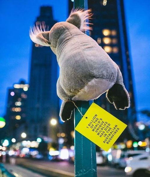 人们为受伤动物募捐