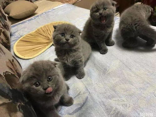 上海蓝猫惨遭虐待事件：真相调查与社会反思