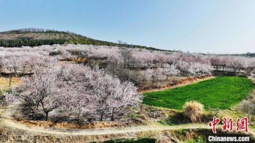 杏花村新篇章：酒旅融合的诗意旅程