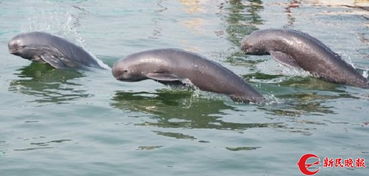 江豚群游动