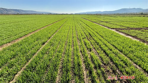 凝心聚力打好农业开局仗：春耕备耕的希望与挑战