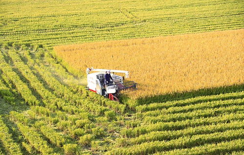 农民们正在庆祝丰收的场景