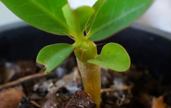 一片开满小红花的山坡