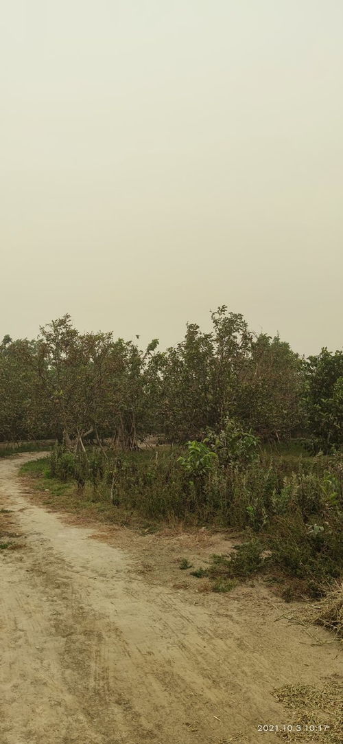 沙尘暴席卷阿克苏