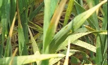 小麦生病了：一场夏粮保卫战