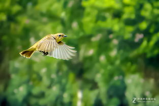 一只飞翔的鸟儿