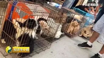 宠物市场乱象图片