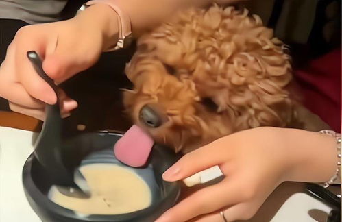 广东佛山顾客用餐厅餐盘喂狗，背后真相大揭秘！