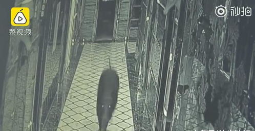 野猪闯入江苏电视台：一场人与自然的奇妙邂逅