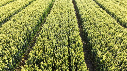 丰收在望的麦田