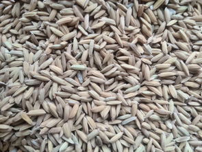 “谷子”为何能撬动千亿消费市场？