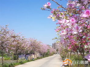 村民种植的三角梅