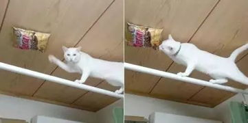 猫咪偷吃薯片