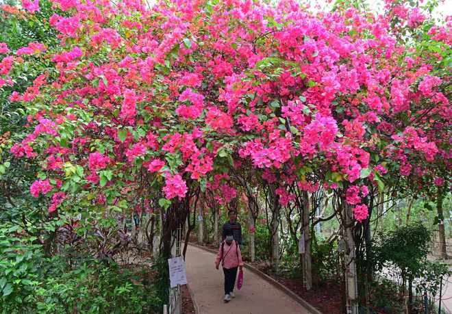 又是三角梅盛开时：一场春日的浪漫邂逅