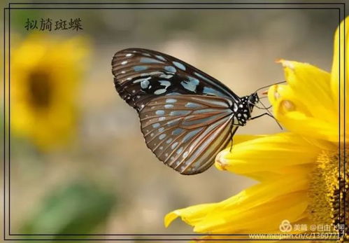 蚕语人生：在孤独中成长，在坚持中绽放