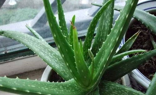 我家的花花：那些年我们一起养过的花草