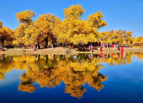 巴楚胡杨：大漠深处的金色奇迹