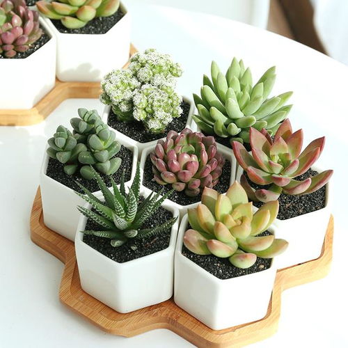 多肉植物组合<p>养花，不仅是一种爱好，更是一种生活方式。愿每个人都能在这片绿意中找到属于自己的幸福与安宁。</p>