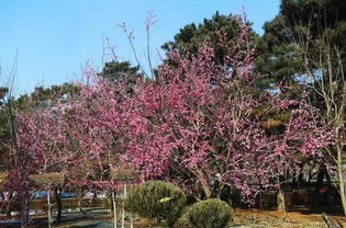 一路花絮（207）：那年春天，他与花开同行