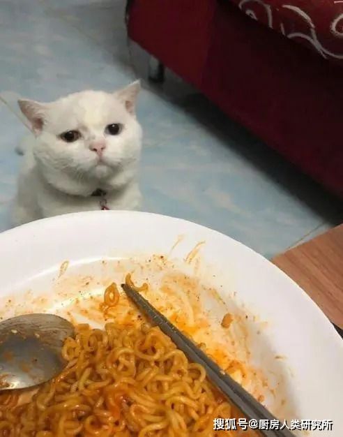 我家猫咪的「人间老六」时刻，笑到肚子疼！